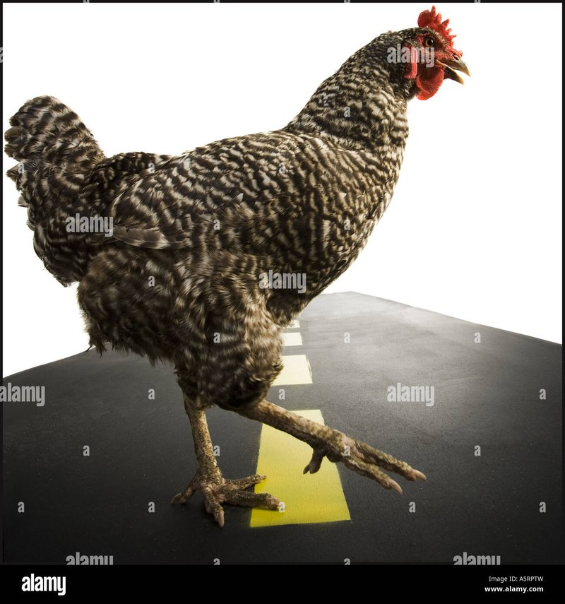 Avontuur op de Chicken Road in het Nederlandse Online Casino Spelen in Netherlands