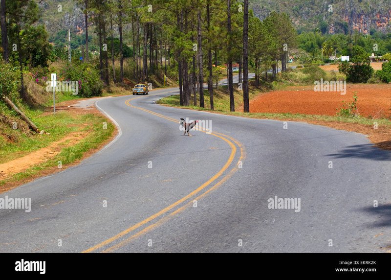 Overview of chicken road online